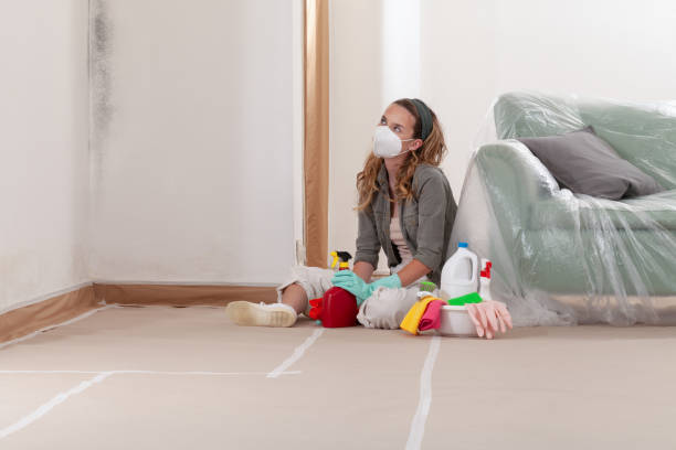 Reliable Mold Removal contractor in Jacksonville, IL by 24 Hour Mold Removal