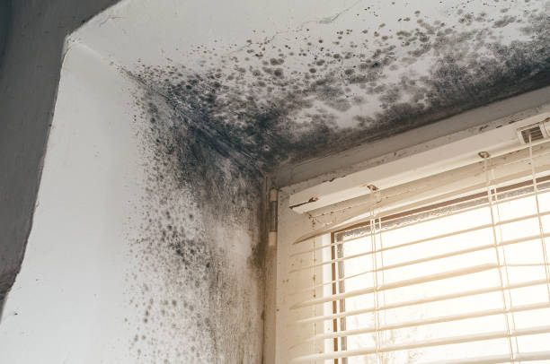 Affordable Mold Removal solutions in Jacksonville, IL