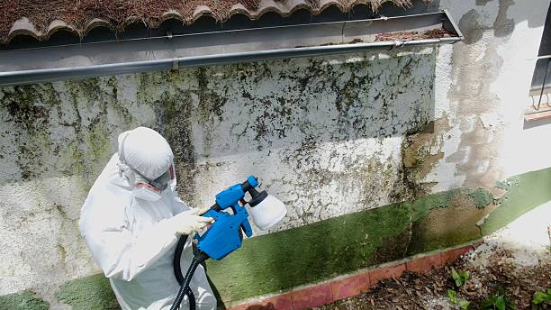 Top rated local Mold Removal specialists in Jacksonville, IL